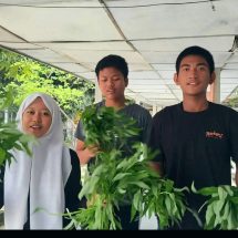 Implementasi Ketahanan Pangan, Siswa SMAN 1 Rantau Utara Panen Perdana Kangkung Hortikultura
